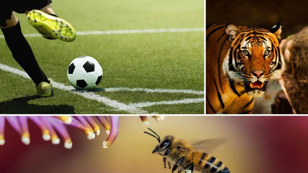Collage of a football player, a tiger and a bee in low light situations