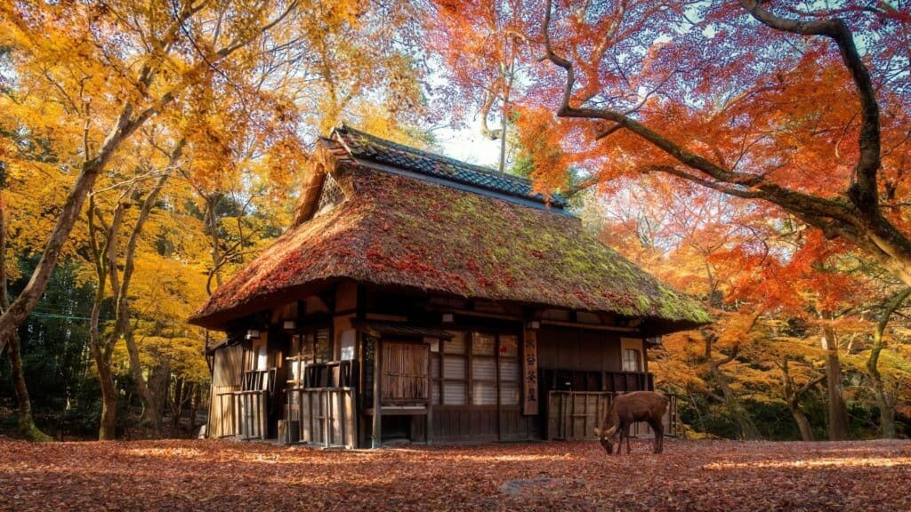 House and a deer in nara park