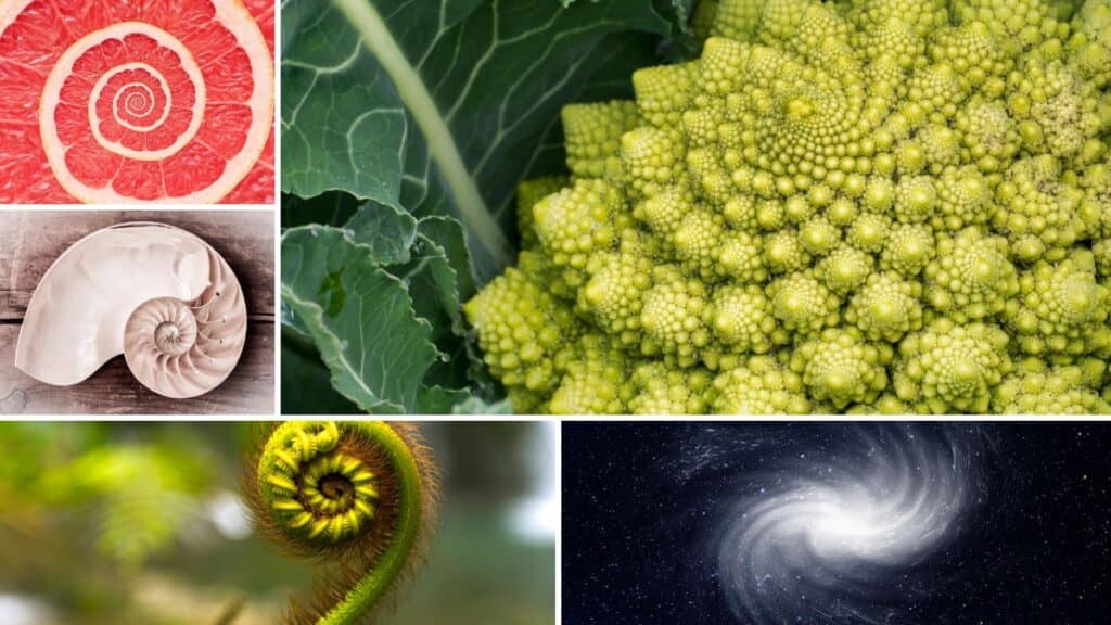 Fibonacci sequence in nature